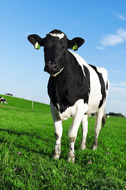 Black and white Holstein friesian cow stock photo