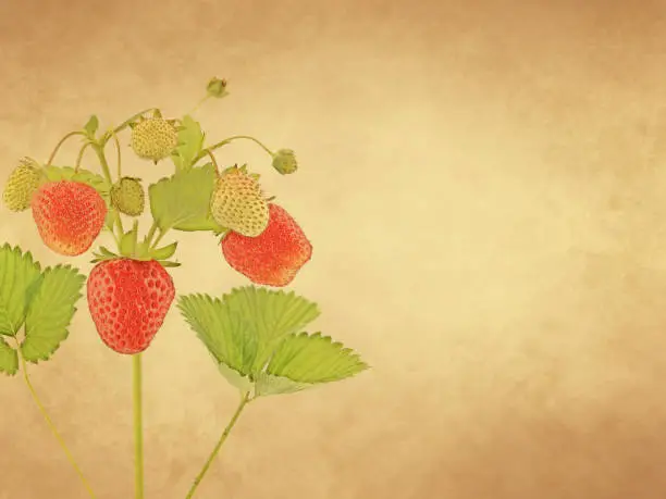 Strawberry plant with ripe fruits on old paper background and copy space