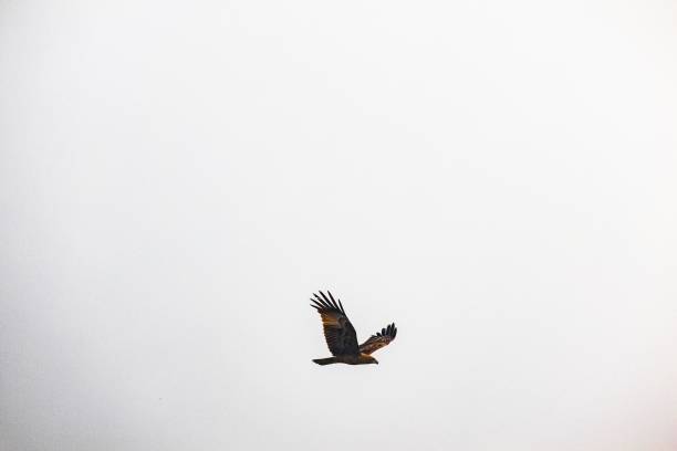 A solitary brown hawk soaring in the open white sky