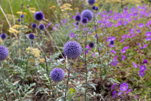 Echinops ritro or southern globethistle flowering plant with globes of blue flowers and prickly leaves