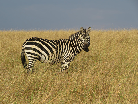 A beautiful zebra on the plains of the Maasai Mara Nature Reserve in Kenya