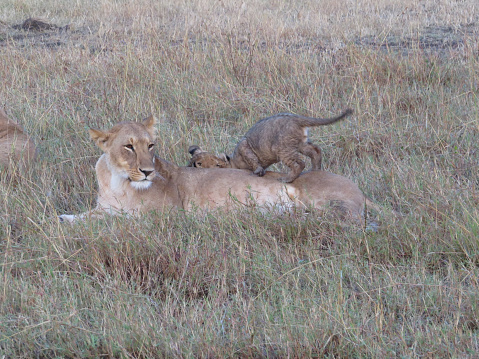 A cute lion cub playing with its mother on the plains of the Maasai Mara Nature Reserve in Kenya