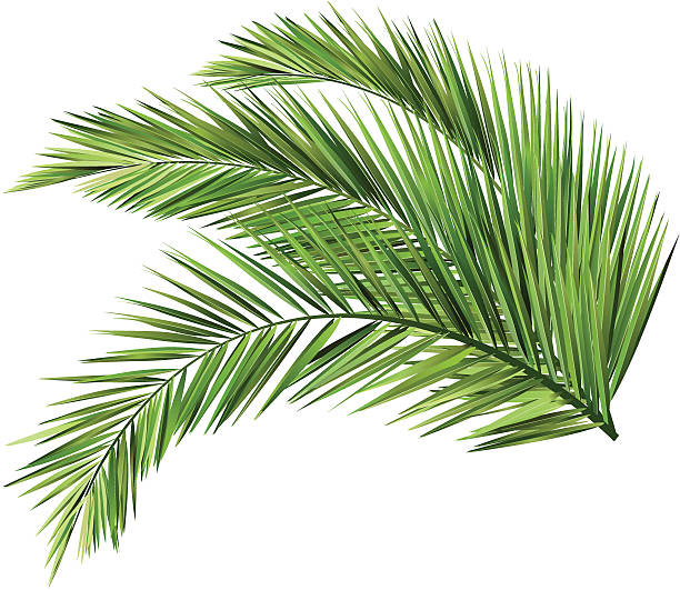 코코넛 잎 - coconut palm tree stock illustrations