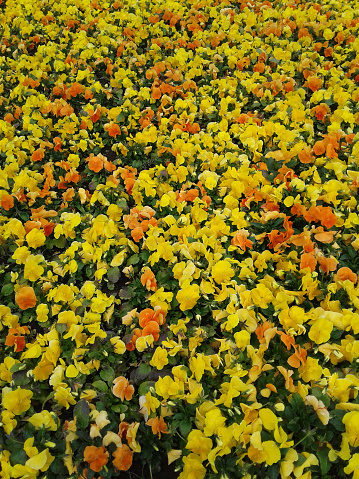 Viola flower. A flowerbed of delightful yellow and orange flowers. Cute floral background. Optimistic mood. City street decoration.