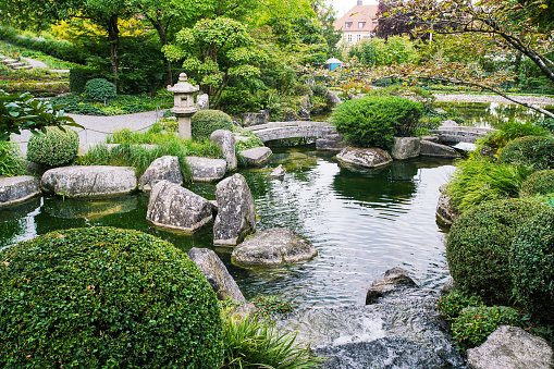 Amazing Japanese garden in Wurzburg with small waterfalls , pond and stone bridge, lantern and topiary globular bushes of boxwood,   pine trees and Japanese maple tree