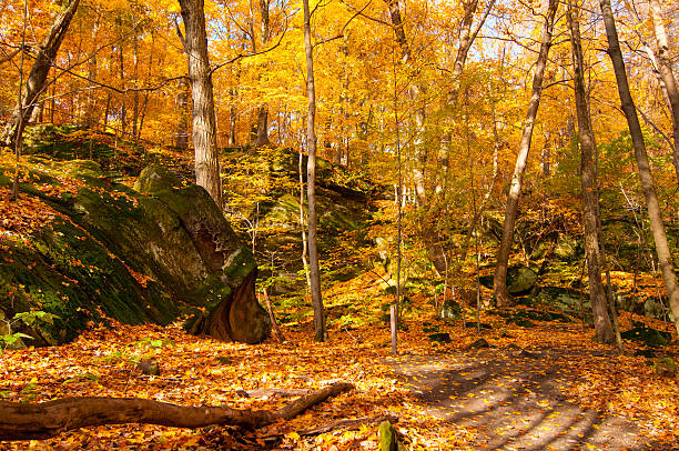 istock Ledges in a golden wood 159274755