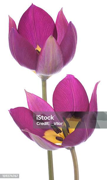 Tulpe Stockfoto und mehr Bilder von Blau - Blau, Blume, Blumen-Emblem
