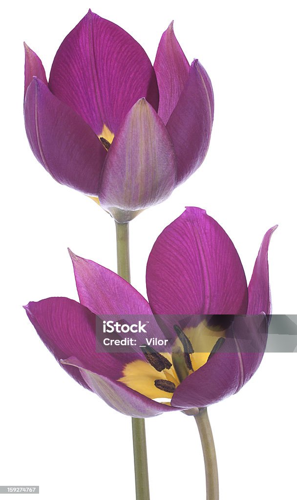 Tulipan - Zbiór zdjęć royalty-free (Bez ludzi)