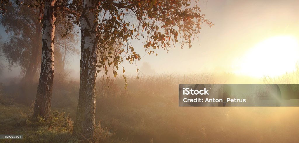 Misty autumn forest Misty autumn forest at sunrise Autumn Stock Photo