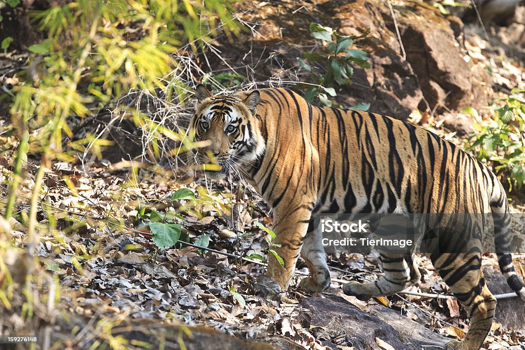 Wild Tigre du Bengale et la végétation - Photo de Animaux à l'état sauvage libre de droits