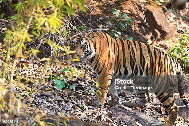 Photo libre de droit de Wild Tigre Du Bengale Et La Végétation banque d'images et plus d'images libres de droit de Animaux à l'état sauvage - Animaux à l'état sauvage, Espèces en danger, Faune