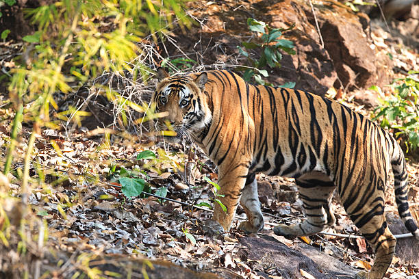 Wild Bengal tiger and foliage stock photo