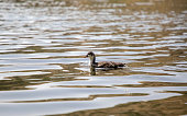 Fulica Atra duck swimming in the lake