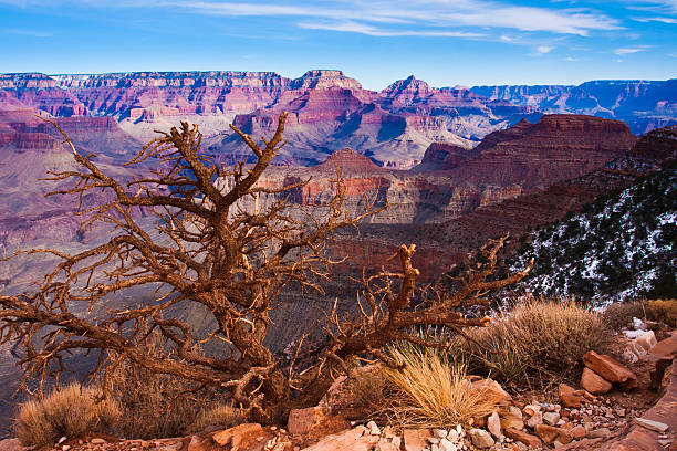 istock Lonely Tree in Grand Canyon National Park, Arizona 159276538