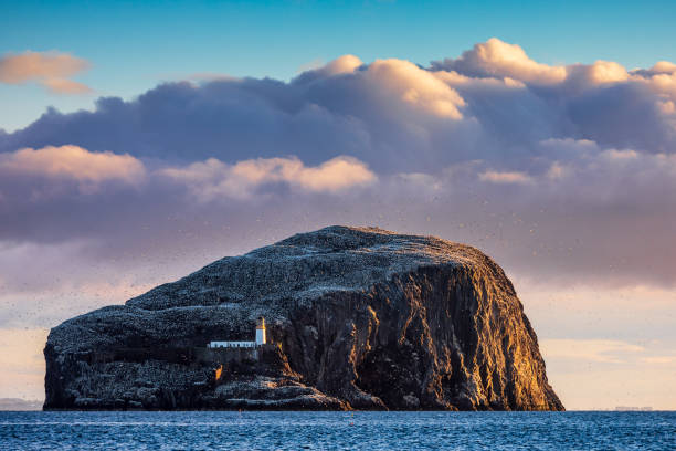 Bass Rock, North Berwick, Scotland,UK