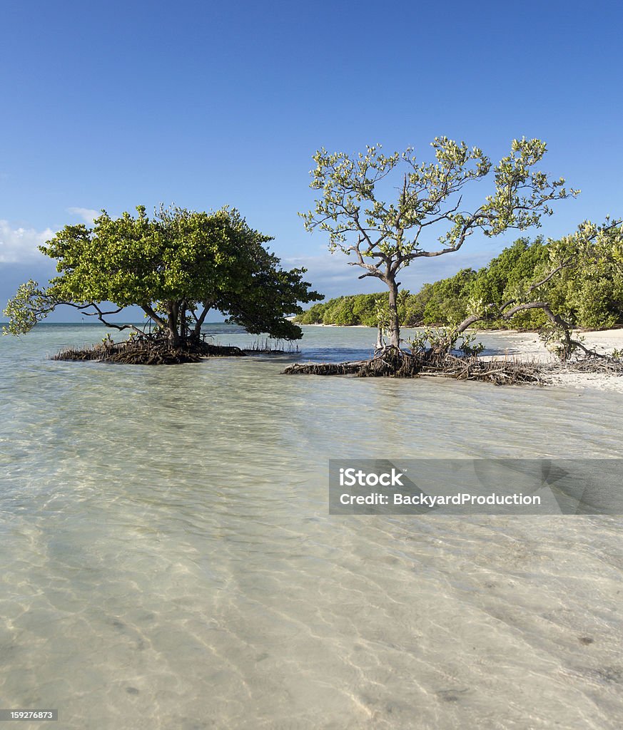 Florida Keys Anne's Beach - Zbiór zdjęć royalty-free (Bez ludzi)