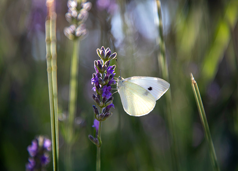 Cabbage butterfly standing on lavender flower
