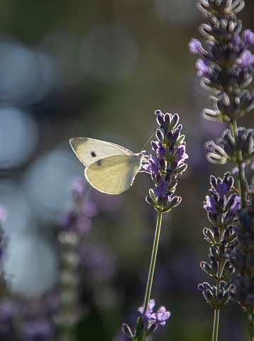 Cabbage butterfly standing on lavender flower
