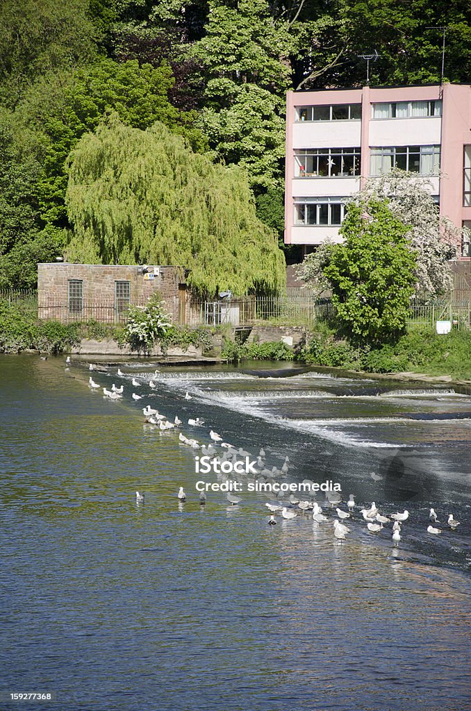 Oiseaux sur la rivière Dee Weir de Chester - Photo de Angleterre libre de droits