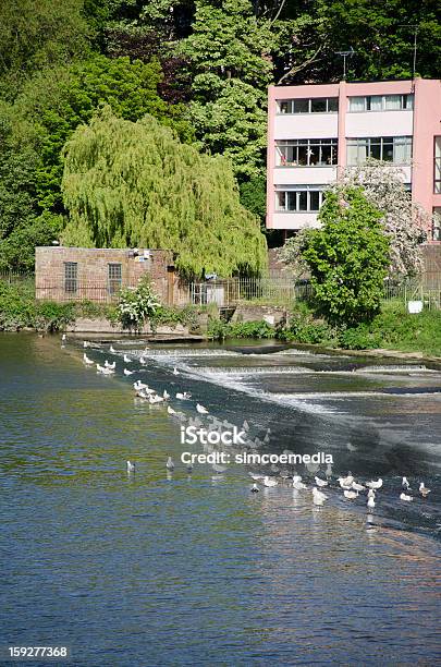 Photo libre de droit de Oiseaux Sur La Rivière Dee Weir De Chester banque d'images et plus d'images libres de droit de Angleterre - Angleterre, Chester - Cheshire, Déversoir