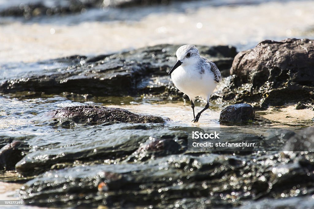 Piro piro occidentale - Foto stock royalty-free di Acqua