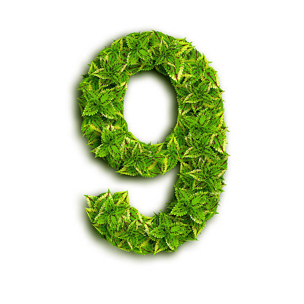istock Alphabet Number 9, Made Of Leaves 159277429