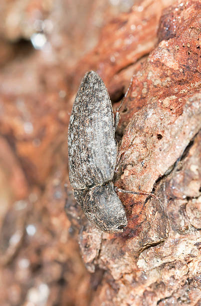 istock Click beetle on wood, macro photo 159277652