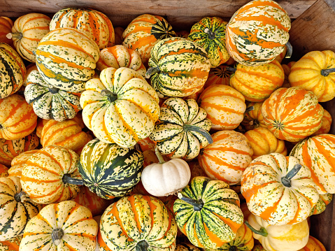 Colorful cucurbita pepo (Carnival pumpkin), vegetable gourds or pumpkins for soups or microwave.
