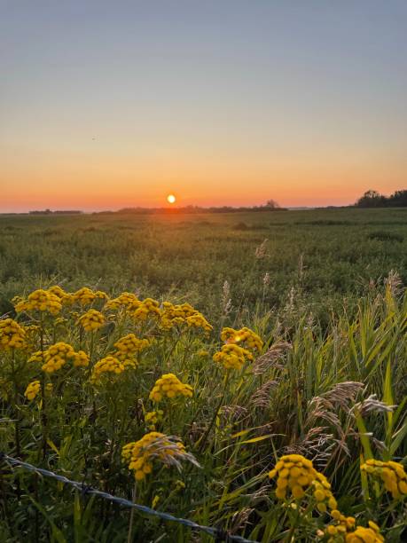 istock Sunrise over a field 1592783960