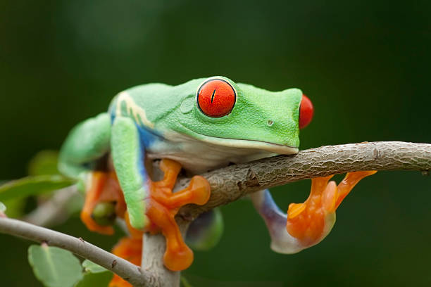 istock Red-Eyed Tree Frog Relaxing 159278835