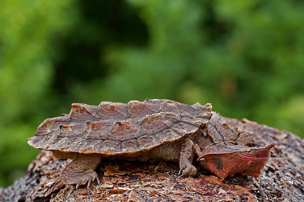 Matamata Turtle on Log Very Rare Matamata Turtle on Log matamata new zealand stock pictures, royalty-free photos & images