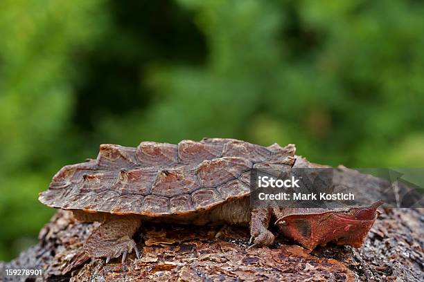 Matamata Turtle On Log Stock Photo - Download Image Now - Matamata, Turtle, Amazon River