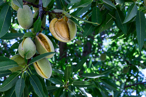 Close-up ripe and ripening almond (Prunus dulcis) fruit, growing on a tree on a Sacramento Valley orchard.\n\nTaken in near Davis, California, USA.