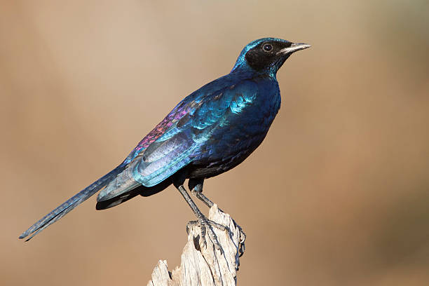 istock Burchells Starling, South Africa 159278955