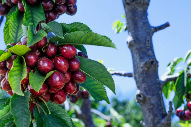 istock Close-up of Ripening Bing Cherries On Tree 1592789632