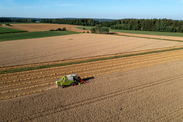 istock Landscape with combine harvester 1592795317