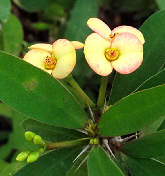 istock Euphorbia flower 1592795850