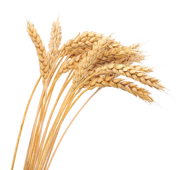 istock Isolated bunch of wheat 159279869