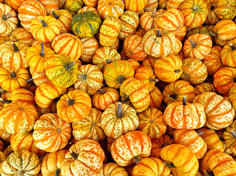 Colorful Sweet Lightning pumpkins (Cucurbita Pepo), vegetable gourds or pumpkins for soups or microwave.