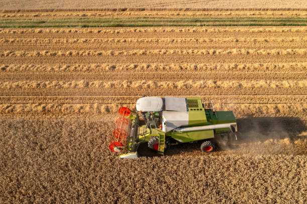 istock Combine harvester in field 1592804588
