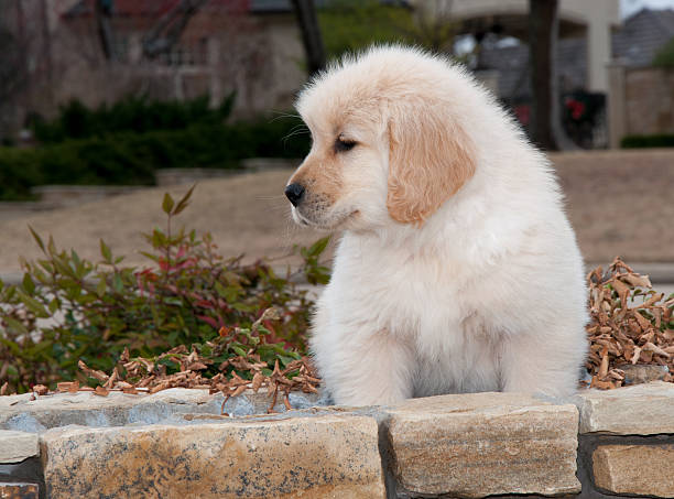 Little puppy on a wall stock photo