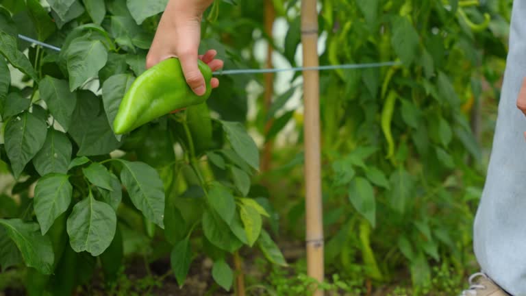 SLO MO Closeup of Hand of Farmer Plucking Green Pepper from Plant at Greenhouse during Harvesting