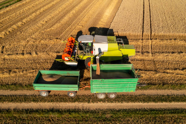 istock Combine harvester and trailers with grain 1592820806