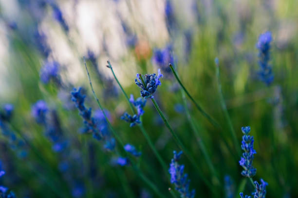 istock Purple Lavender Flowers Against Blurred Meadow Background 1592846559