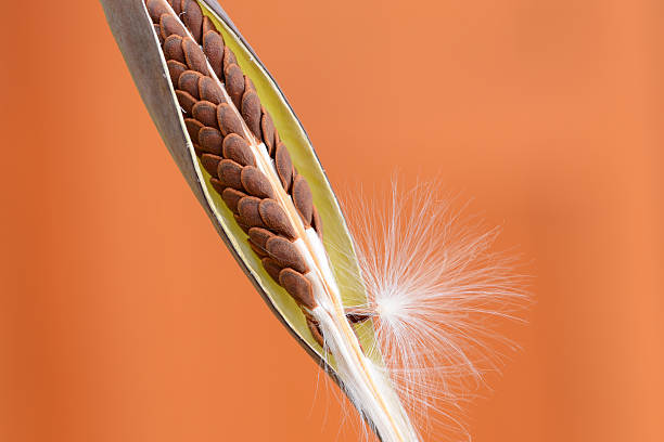 detalhe de asclépia sementes in the pod - milkweed seed seedling pollination - fotografias e filmes do acervo