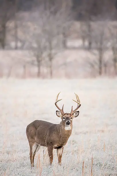 A vertical image of a whitetail buck, with an impressive rack, looking into the image while standing in a frost covered field in Cades Cove of the Great Smoky Mountains National Park.