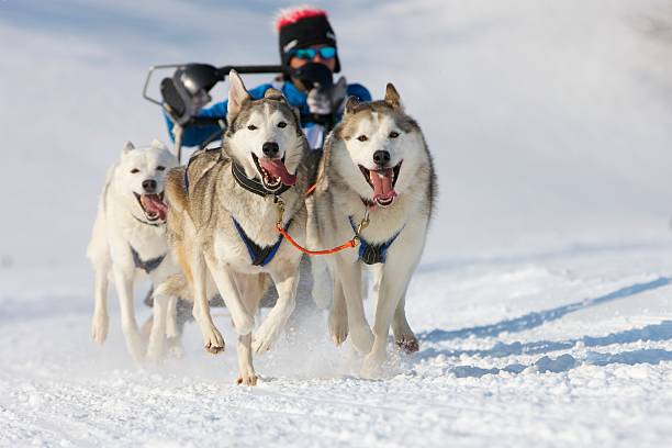 istock Sled dog Race in Lenk / Switzerland 2012 159287212
