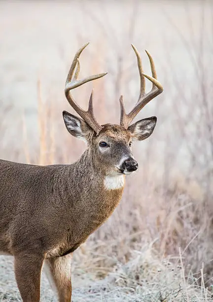 Closeup vertical image of a whitetail buck, with a large rack, standing in a frost covered field.