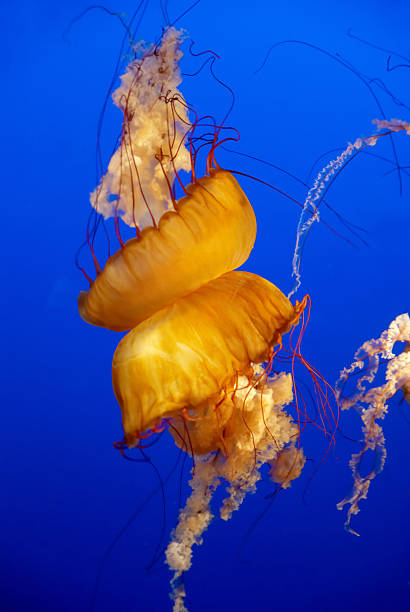 istock Orange jellyfish in an aquarium 159287342