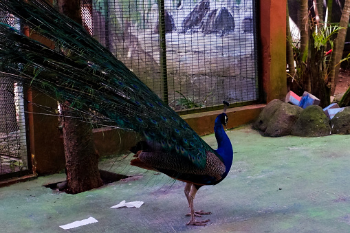 Selective focus of peacocks developing their beautiful tails in their cages in the afternoon. Great for educating children about wild animals.